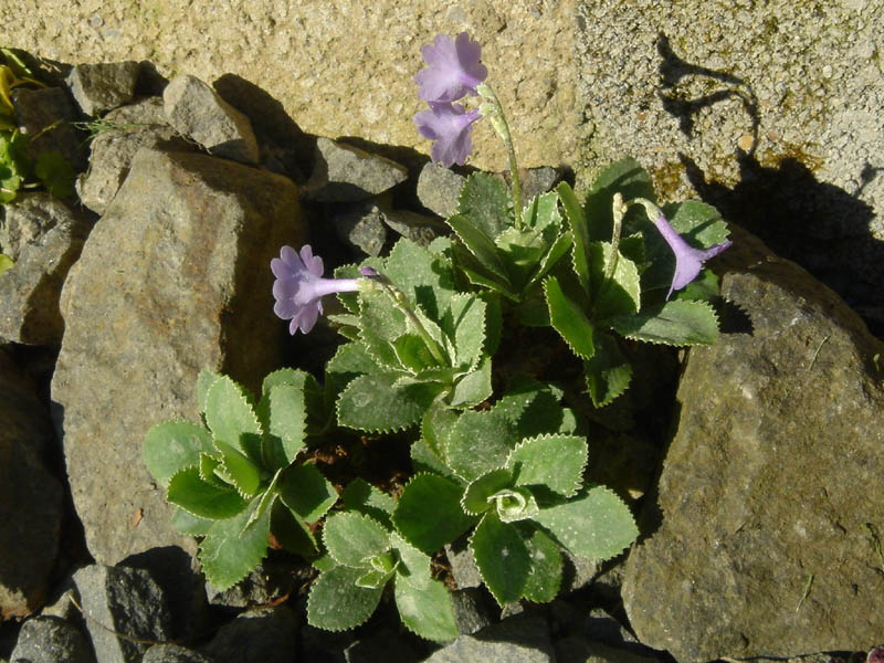 Primula marginata 'Sheila Denby' photo